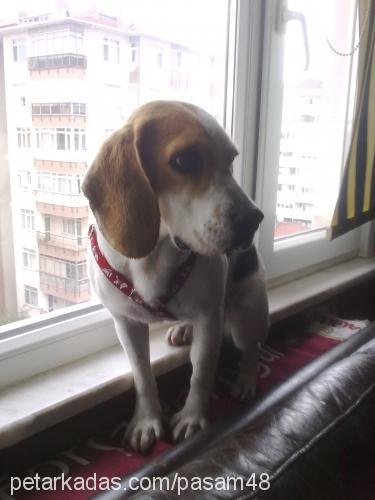 Şaşa Dişi Beagle