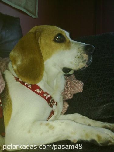 Şaşa Dişi Beagle