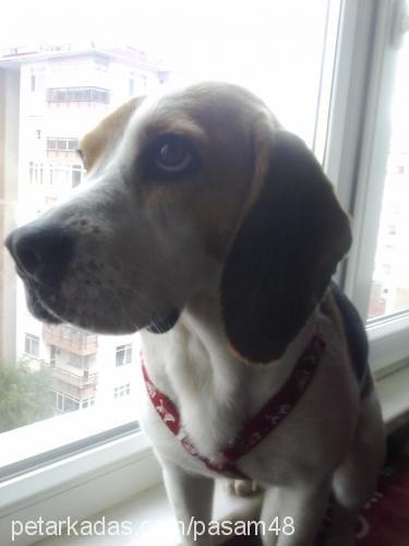 Şaşa Dişi Beagle