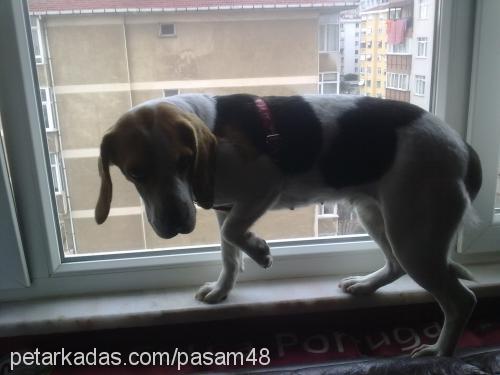 Şaşa Dişi Beagle