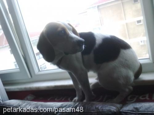 Şaşa Dişi Beagle