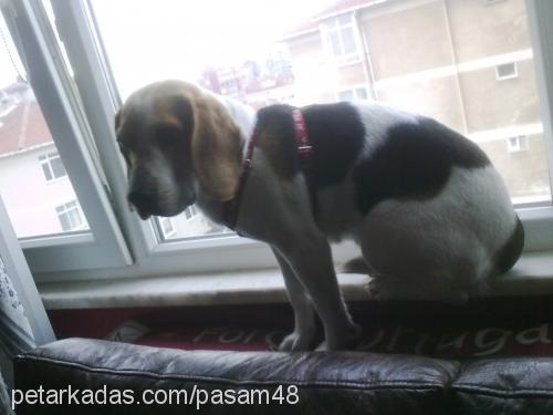 Şaşa Dişi Beagle