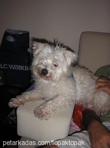 topak Erkek West Highland White Terrier