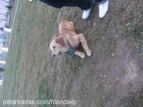 foondeep Dişi Golden Retriever