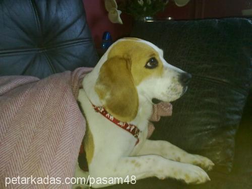 Şaşa Dişi Beagle