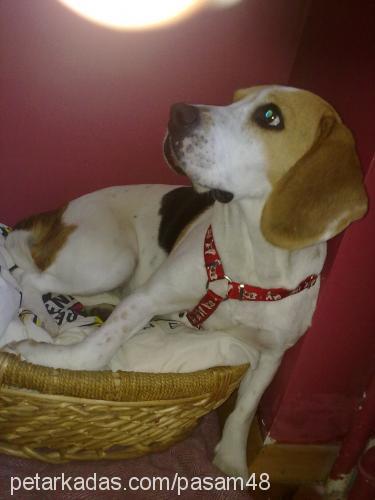 Şaşa Dişi Beagle