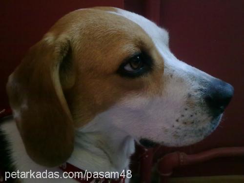 Şaşa Dişi Beagle