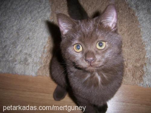 pamuk Dişi British Shorthair