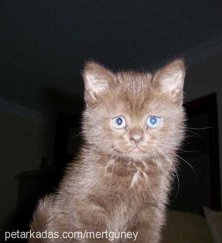 pamuk Dişi British Shorthair