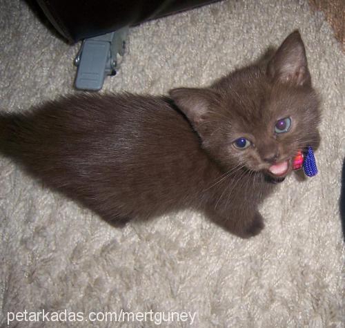 pamuk Dişi British Shorthair