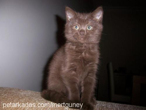 pamuk Dişi British Shorthair