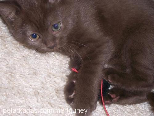 pamuk Dişi British Shorthair