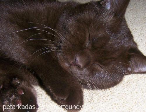 pamuk Dişi British Shorthair