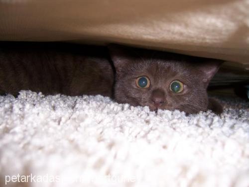 pamuk Dişi British Shorthair