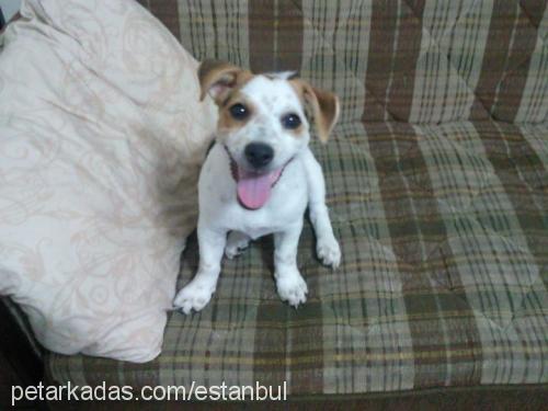 asil Dişi Jack Russell Terrier