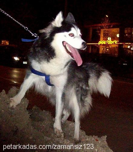 çiko Dişi Alaskan Malamute