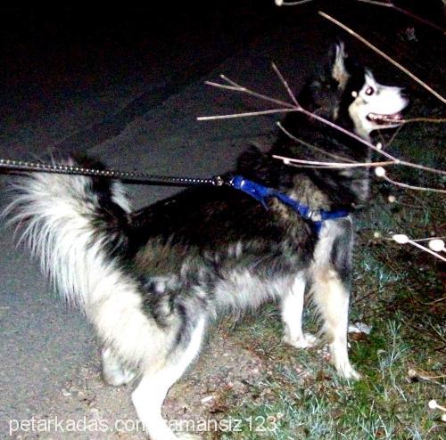 çiko Dişi Alaskan Malamute