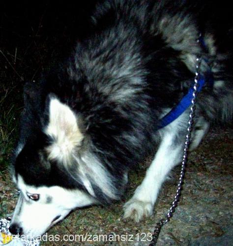 çiko Dişi Alaskan Malamute