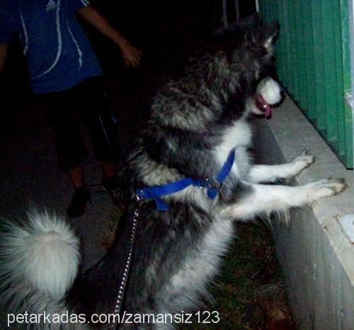 çiko Dişi Alaskan Malamute