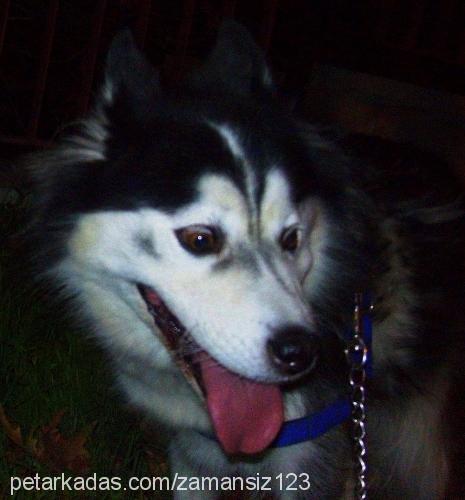 çiko Dişi Alaskan Malamute