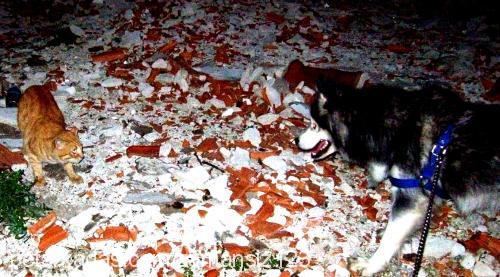 çiko Dişi Alaskan Malamute