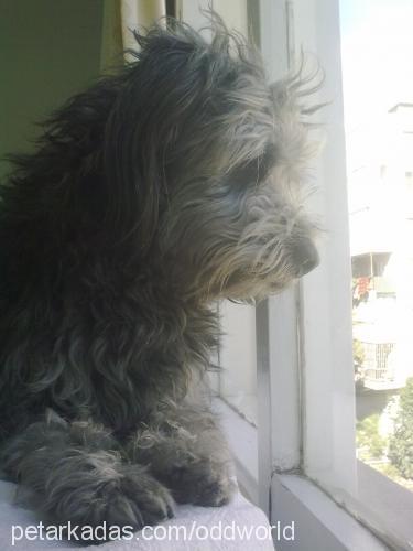 şef Erkek Glen of Imaal Terrier