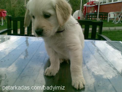 bady Erkek Golden Retriever