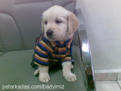 bady Erkek Golden Retriever