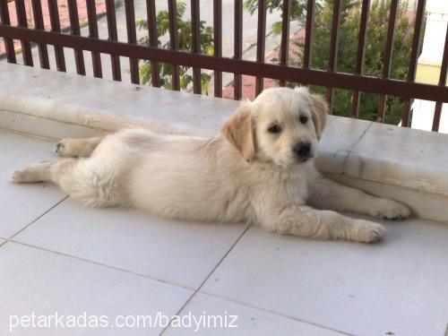 bady Erkek Golden Retriever