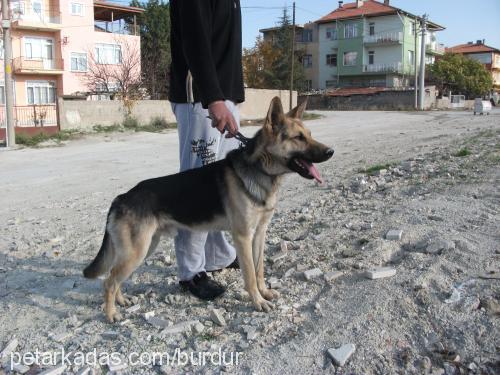 ateŞ Erkek Alman Çoban Köpeği