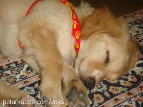 daisy Dişi Golden Retriever