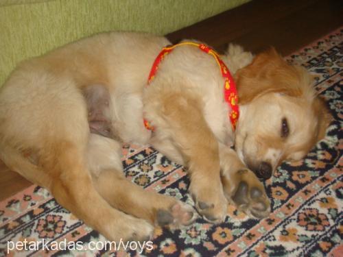 daisy Dişi Golden Retriever