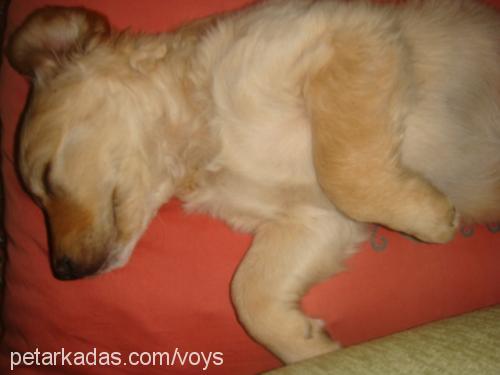 daisy Dişi Golden Retriever