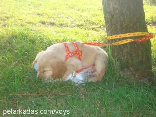 daisy Dişi Golden Retriever