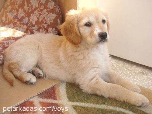 daisy Dişi Golden Retriever