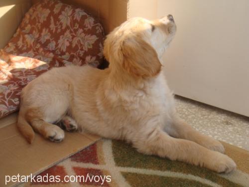 daisy Dişi Golden Retriever