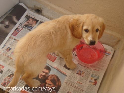 daisy Dişi Golden Retriever