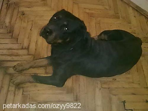 lady Dişi Rottweiler