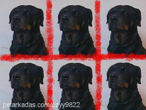 lady Dişi Rottweiler