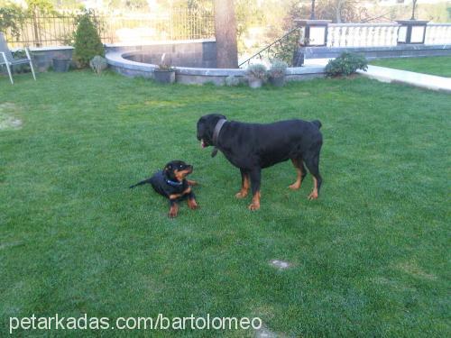 vascodagama Erkek Rottweiler