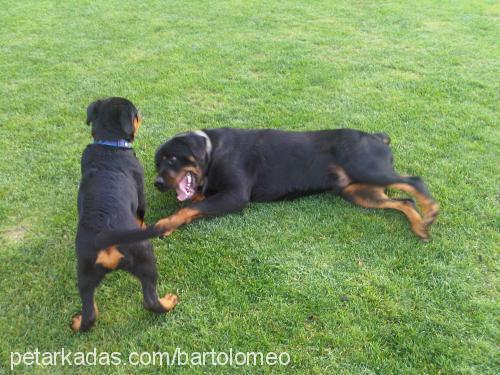 vascodagama Erkek Rottweiler