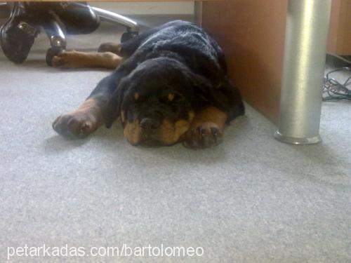 vascodagama Erkek Rottweiler