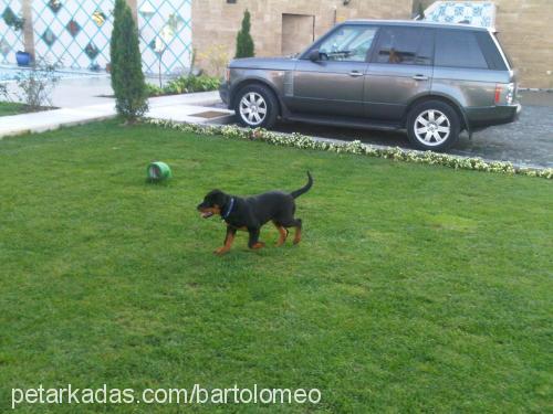 vascodagama Erkek Rottweiler