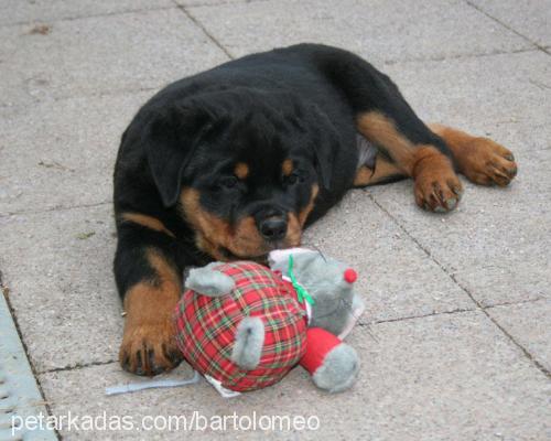 vascodagama Erkek Rottweiler