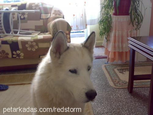 kraloksi Erkek Alaskan Malamute