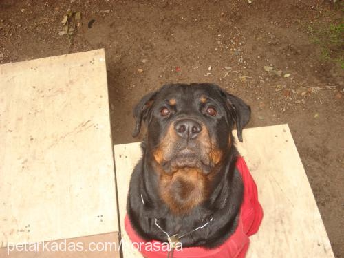 tequila Dişi Rottweiler