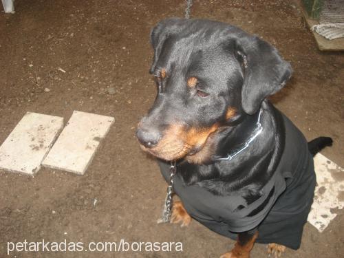 tequila Dişi Rottweiler