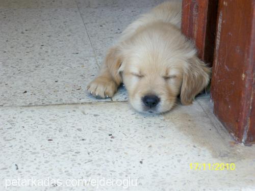 sunny Erkek Golden Retriever