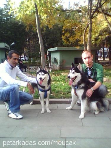 zeyna Dişi Sibirya Kurdu (Husky)