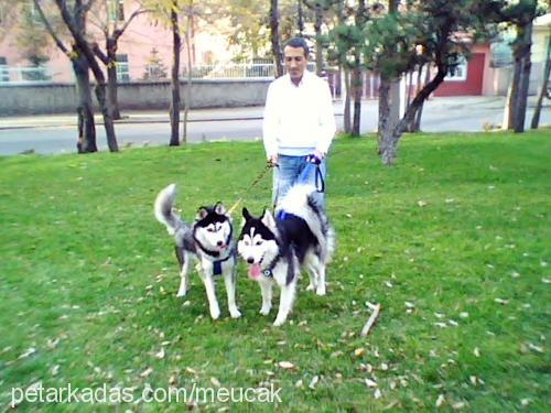 zeyna Dişi Sibirya Kurdu (Husky)